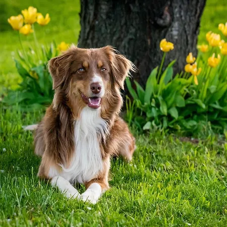 Willa Luxury In France With Pool