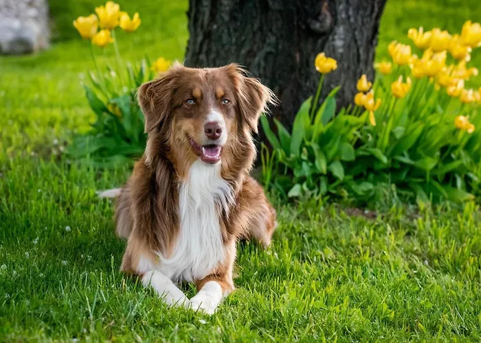 Villa Luxury In France With Pool